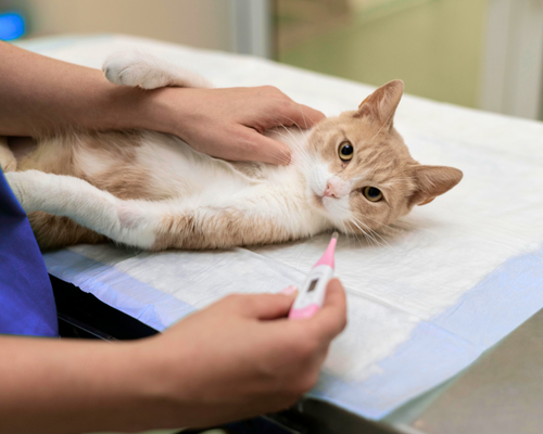 NUESTRO HOSPITAL (7)