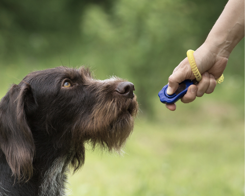 amici - imagenes (19)